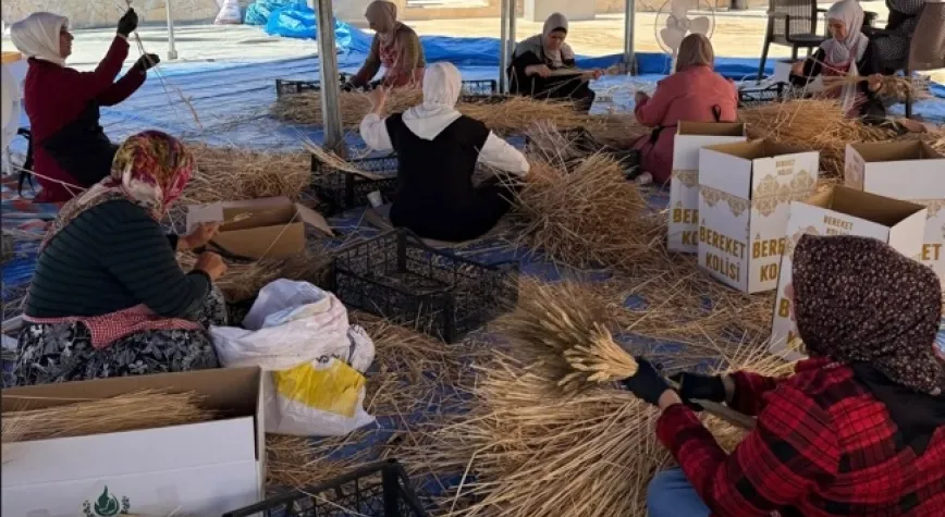 HAZEK’te cimem mesaisi başladı