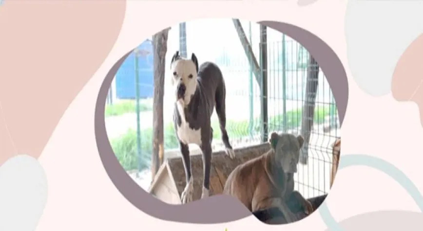 HBB: KÖPEĞİN SAĞLIK DURUMU İYİ