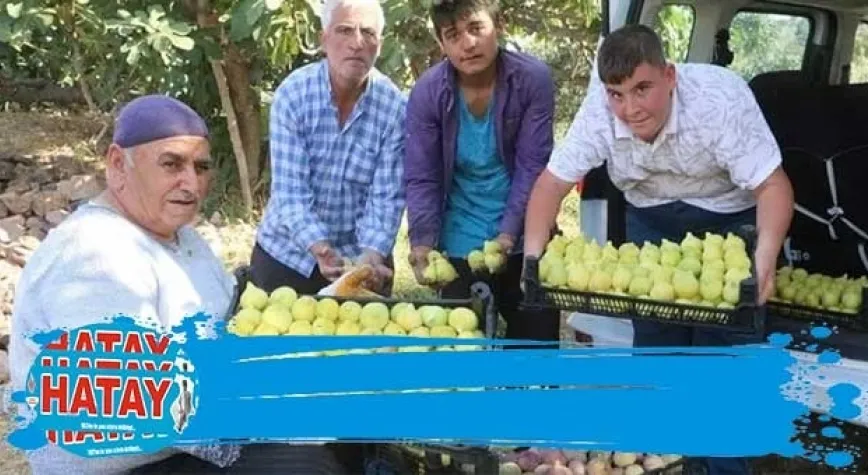 İNCİR ÜRETİCİSİNİN YÜZÜNÜ GÜLDÜRDÜ