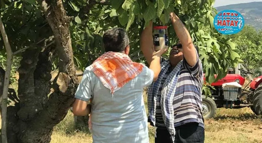 İncirde ekşilik böceği ile doğal mücadele