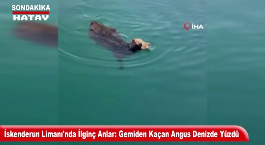 Video Resmi