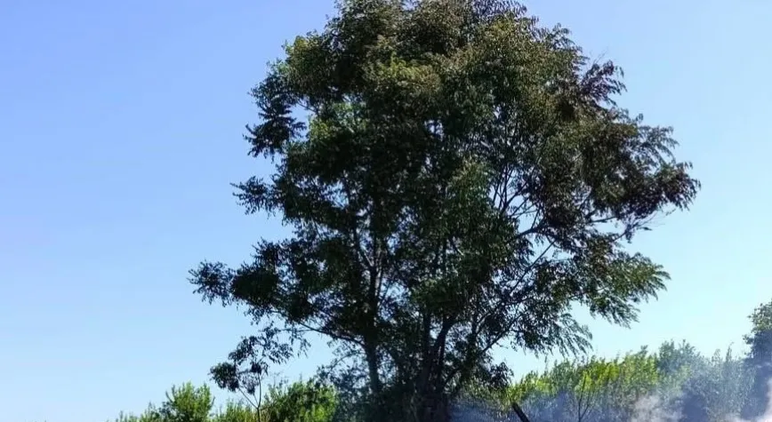 İskenderun ve Arsuz'da Çıkan Yangınlar Kontrol Altına Alındı