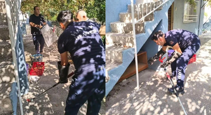 İskenderun’da Evden Yılan Çıktı