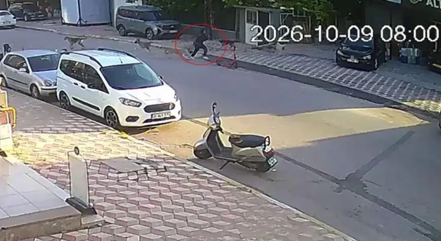 İskenderun’da Köpek Saldırısı: 15 Yaşındaki Öğrenci Yaralandı