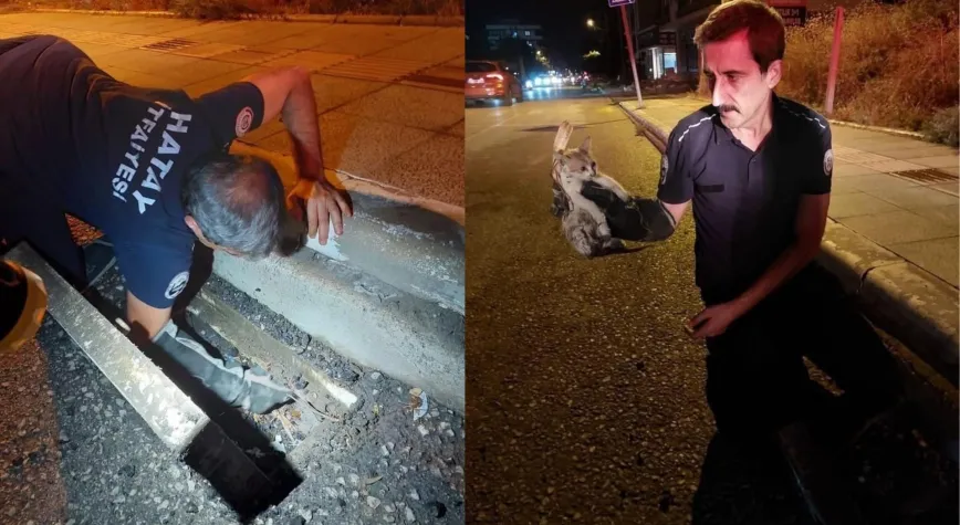İskenderun’da Mahsur Kalan Hayvanlar Kurtarıldı