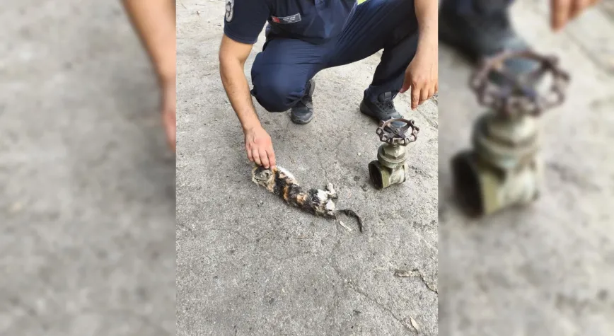 İskenderun’da Vanaya Sıkışan Yavru Kedi Kurtarıldı