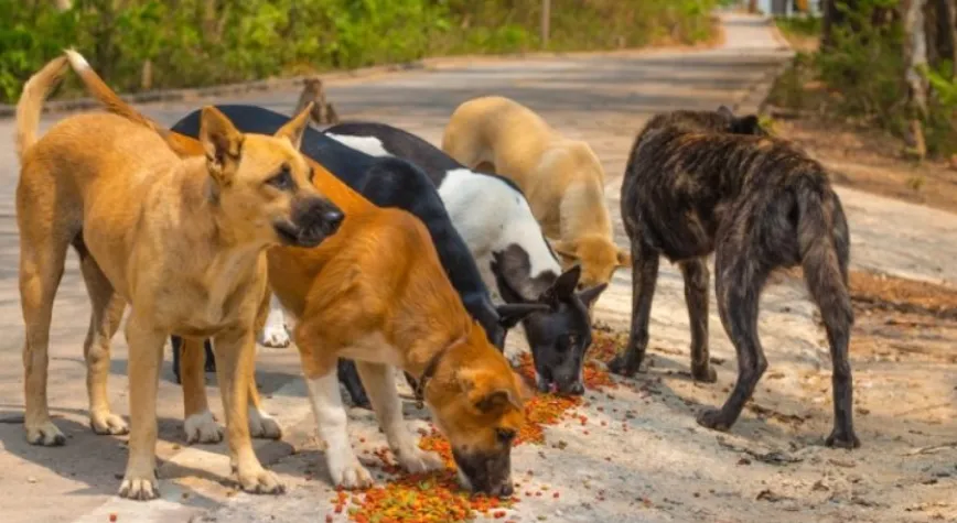İstanbul’da sokak köpeklerini beslemek yasaklandı