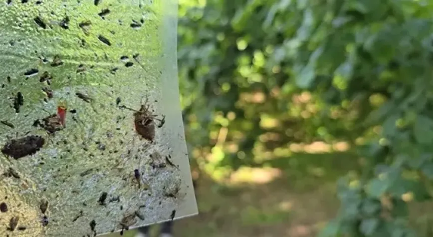 Kahverengi kokarcayla  samuray arısı baş edecek