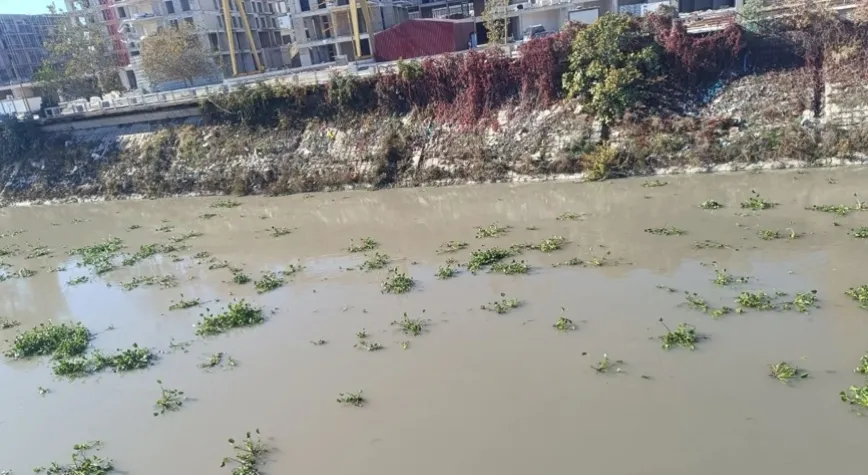 İstilacı Sümbüller, Asi Nehrini Kapladı!