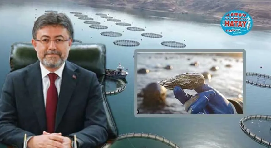 İstiridye yetiştiriciliğini başlatmayı planlıyoruz