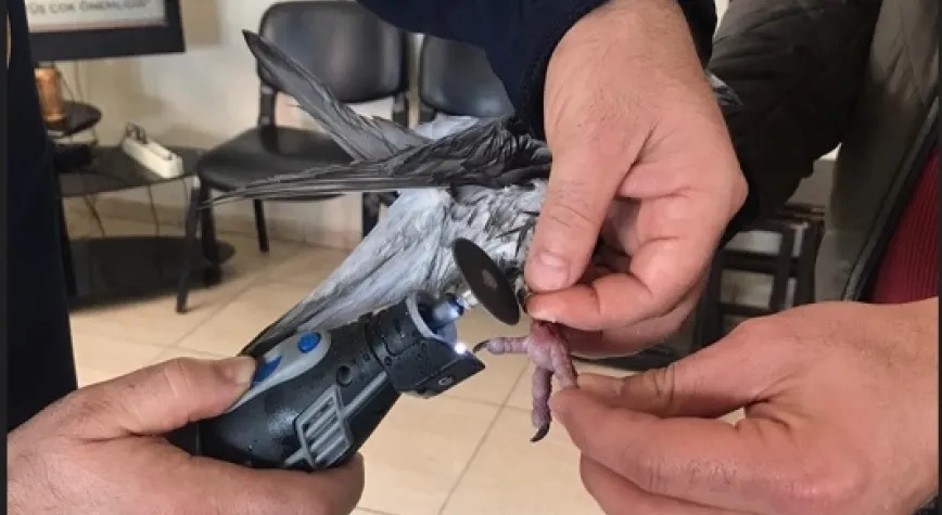 İTFAİYE EKİPLERİ BU KEZ GÜVERCİNİ KURTARDI