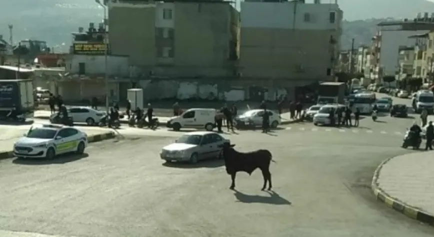 Kaçan Angus Heyecanı!