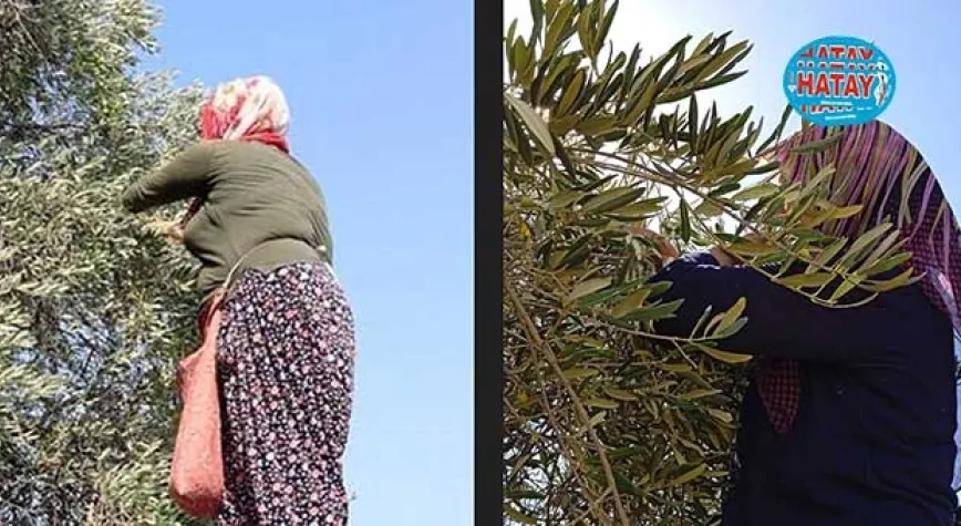 Kadın Çiftçiler Gününde Zeytin Topladılar