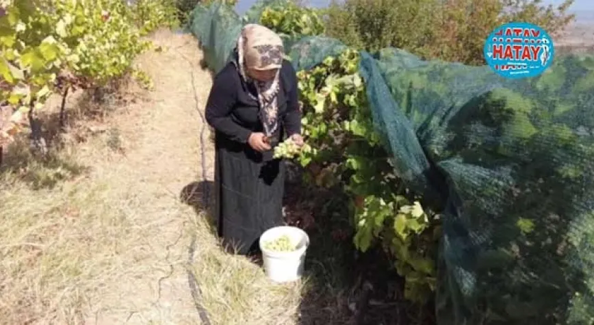 Kadın çiftçilere  15 milyar lira destek