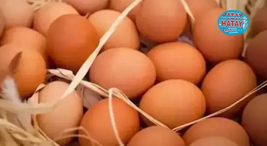 Kasımda yumurta üretimi ve inek sütü miktarı arttı