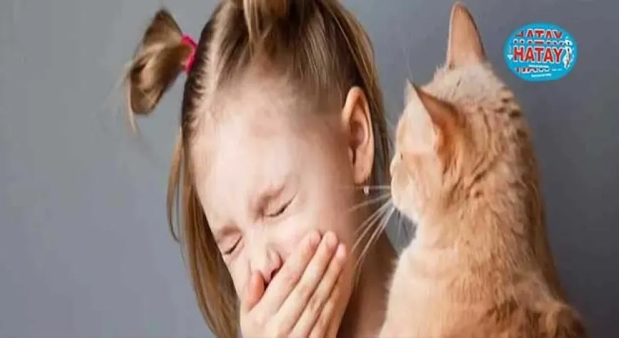 Kedi Alerjisi Nedir?