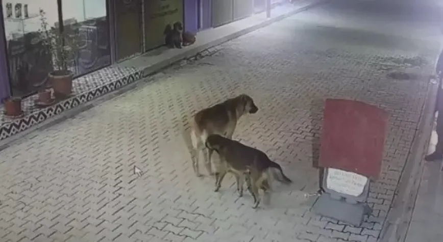 Kedileri sokak köpeklerine parçalattığı iddia edilen şüpheli yakalandı
