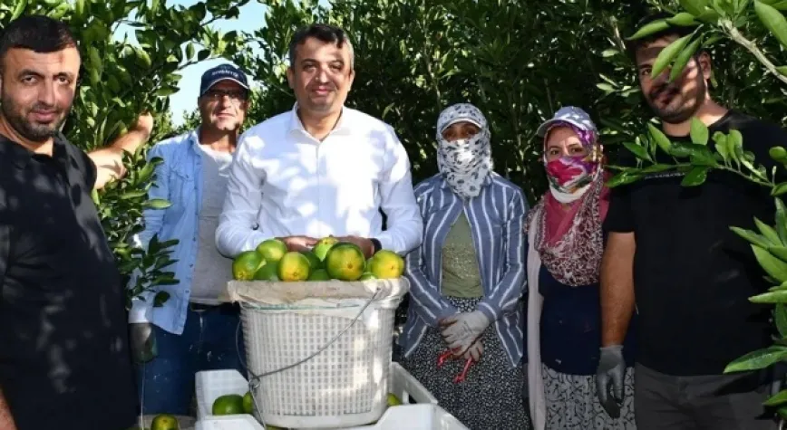 Keklik Narenciye Hasadına Katıldı