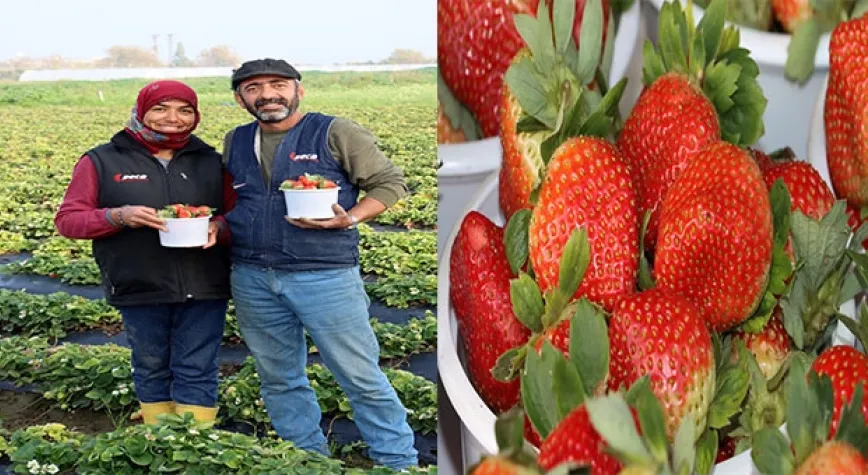 Kış Ortası Dalından Taze Çilek