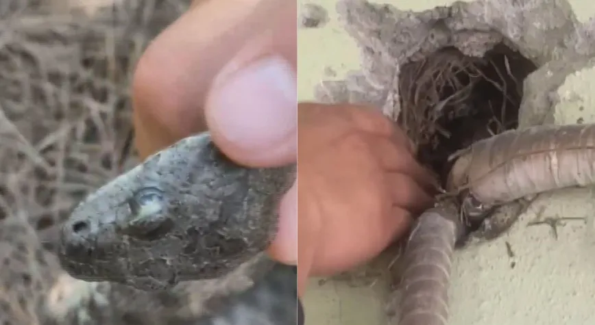 Klima Borusunda Yakalanan Sikkeli Yılan Doğaya Salındı