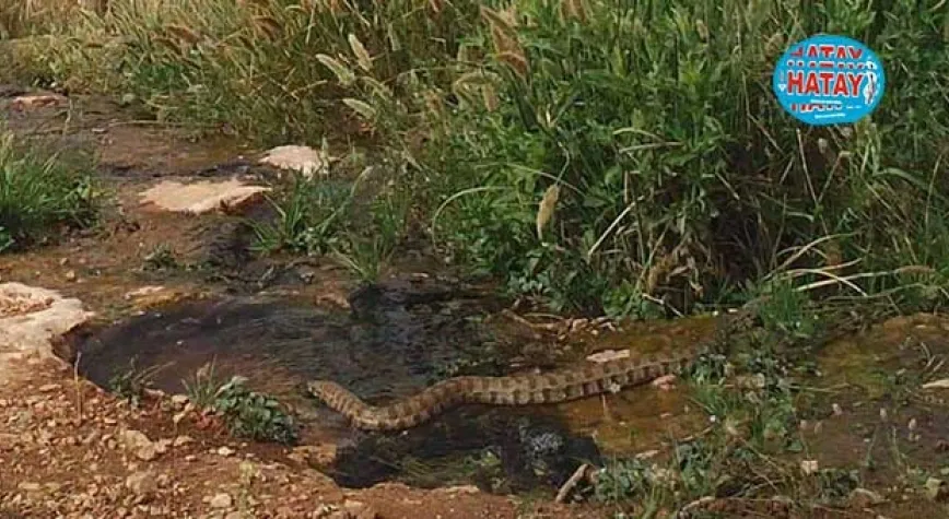 KOCA ENGEREK FOTOKAPANA YAKALANDI