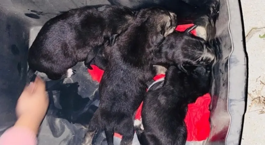 KONTEYNERİN ALTINA SIKIŞAN KÖPEKLER KURTARILDI