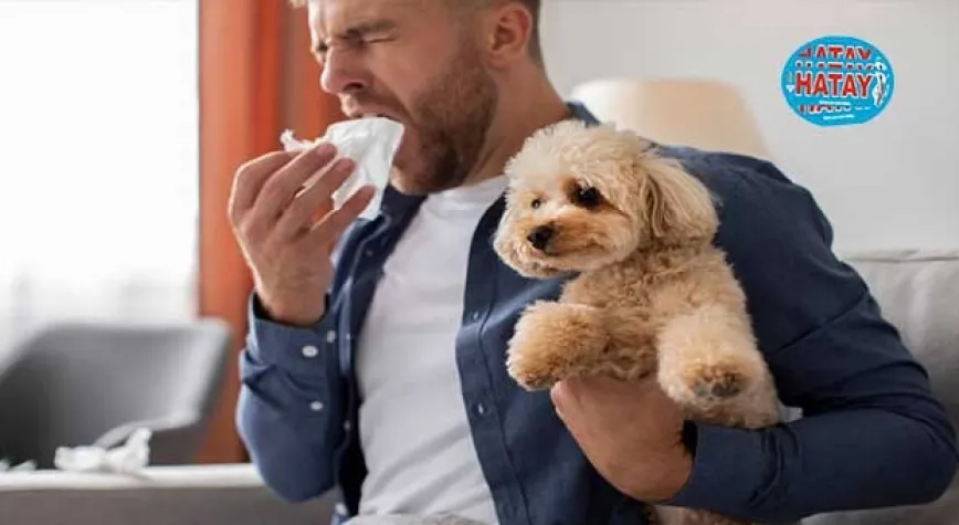Köpek Alerjisi Belirtileri Nelerdir?