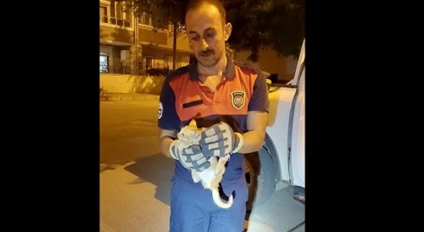Korkulukta Mahsur Kalan Kedi Kurtarıldı
