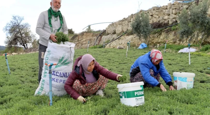 Koz Kalesi’nde Zahter Mesaisi Başladı