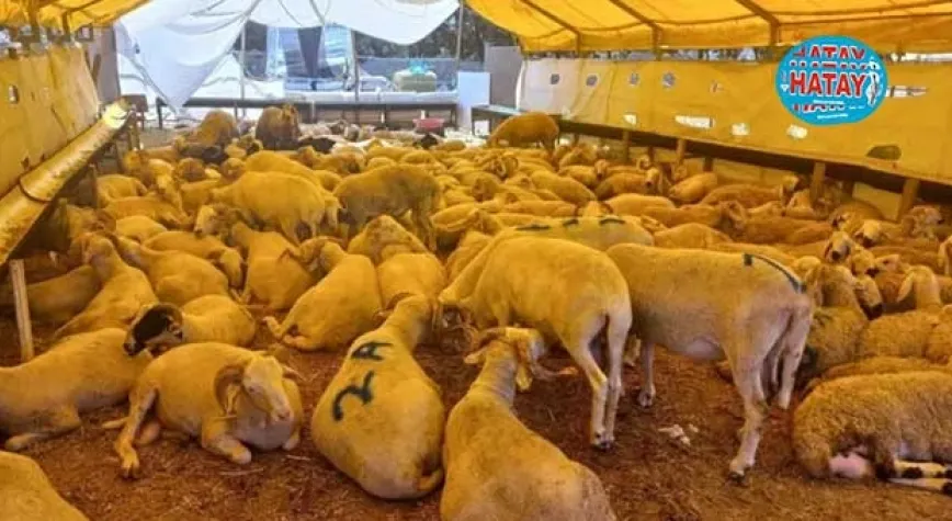 KURBANLIK FİYATLARI EL YAKIYOR!