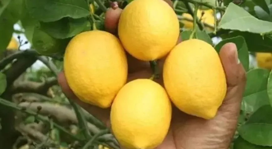 Limon ihracatı geçici olarak durduruldu