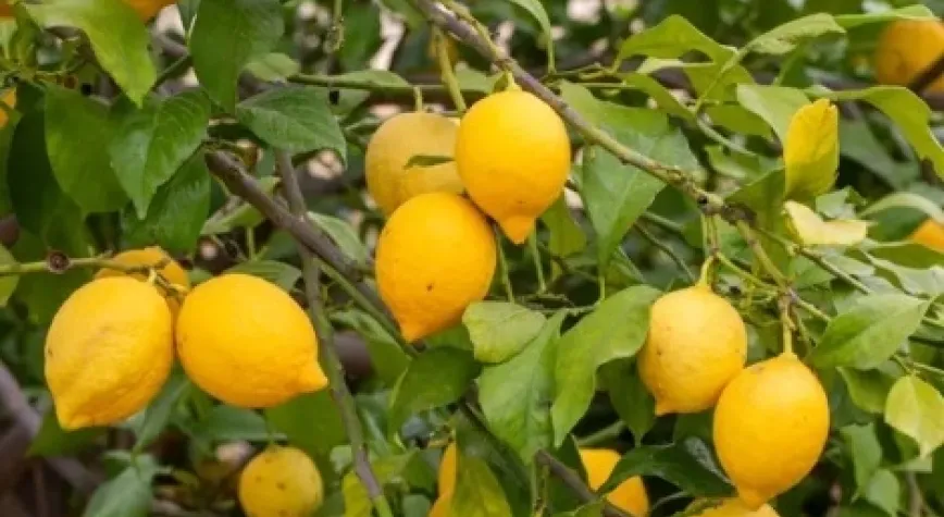 Limon ihracatındaki geçici kısıtlama kaldırıldı