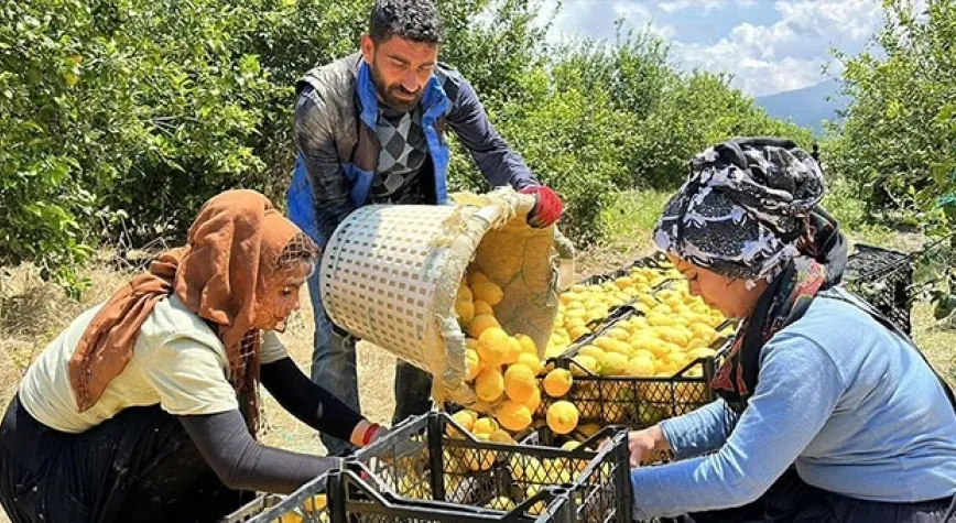 LİMONLAR DALINDA KALMAYACAK