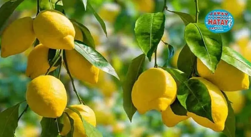 Limonun faydaları nelerdir?