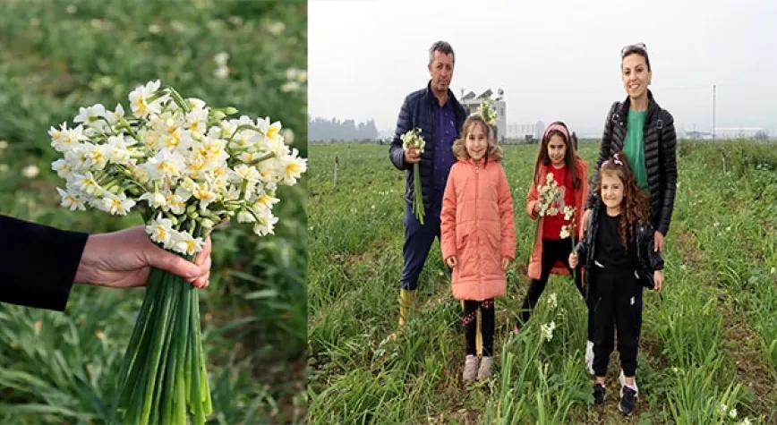 Mis Kokulu Nergis’in Hasadı Başladı