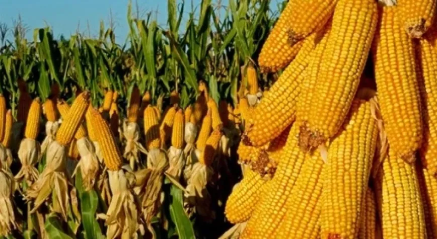 Mısır ithalatında yüzde 5 gümrük vergili tarife kontenjanı
