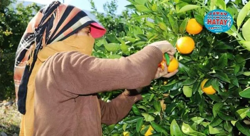 NERENCİYE ÜRETİCİSİ YOKLUĞA MAHKUM 