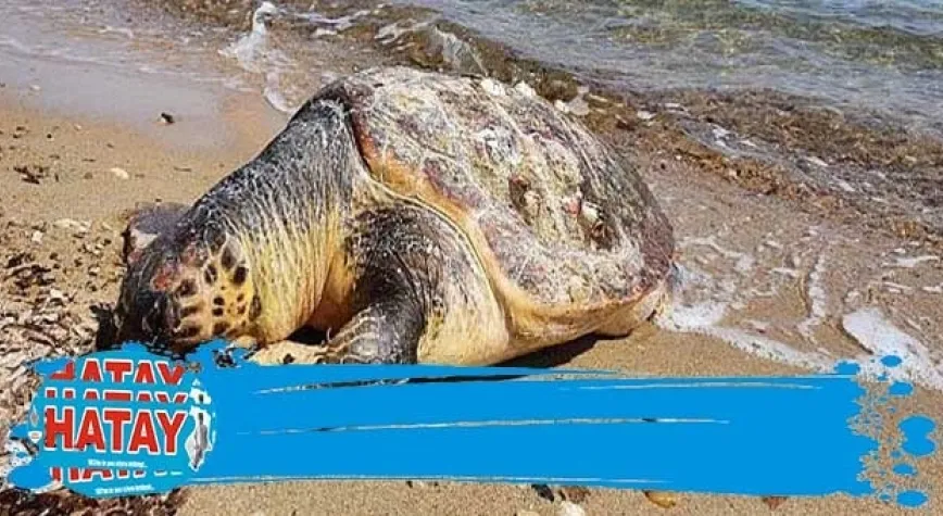 ÖLÜ CARETTA CARETTA SAHİLE VURDU