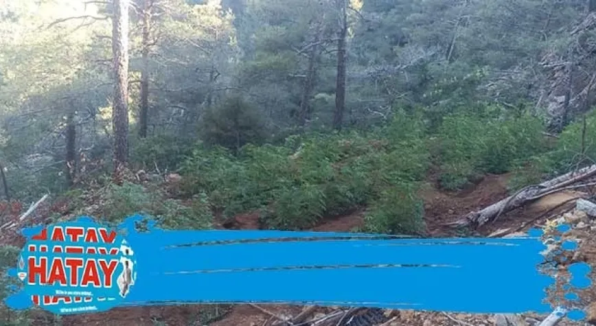 Ormandaki kenevir bahçesine baskın