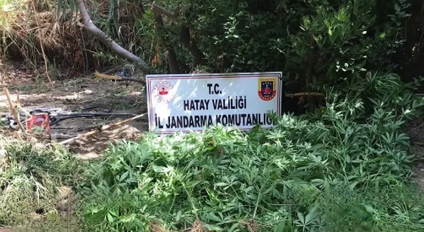 Ormanlık alanda hint keneviri ele geçirildi!
