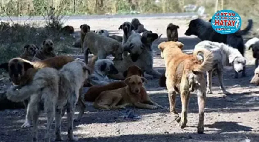 Ötanazi terimi yasa teklifinden çıkarıldı