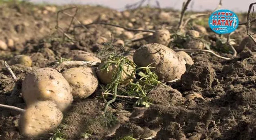 PATATES TARLASINI HALKA AÇTI