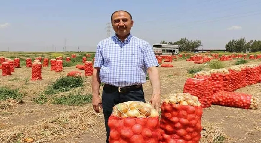 PATATES ve SOĞAN HASADI BAŞLADI 