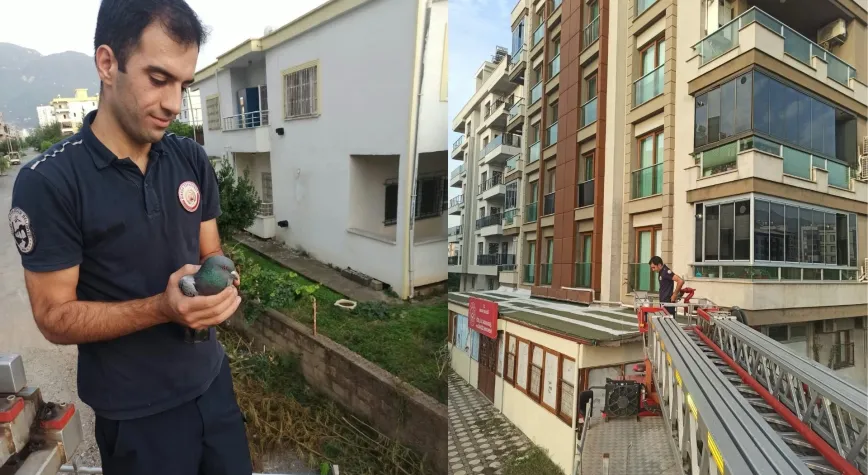 Payas'ta Balkon Boşluğunda Mahsur Kalan Güvercin Kurtarıldı