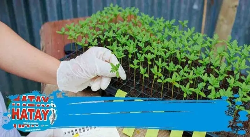 Pestisitlerin etkileri ve zararları