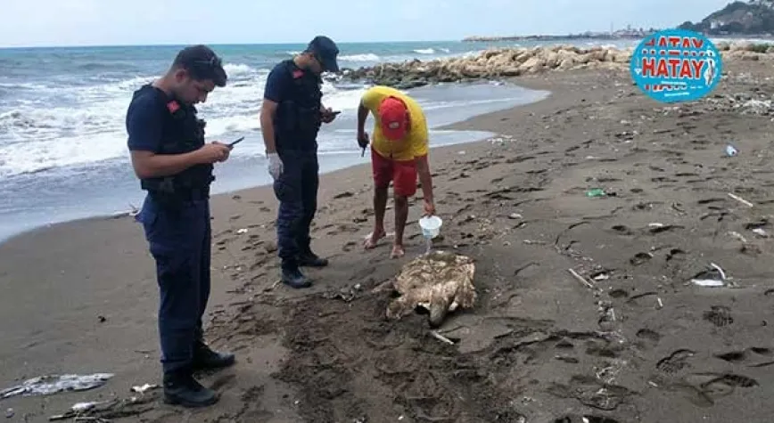 SAHİLDE YARALI CARETTA CARETTA BULUNDU