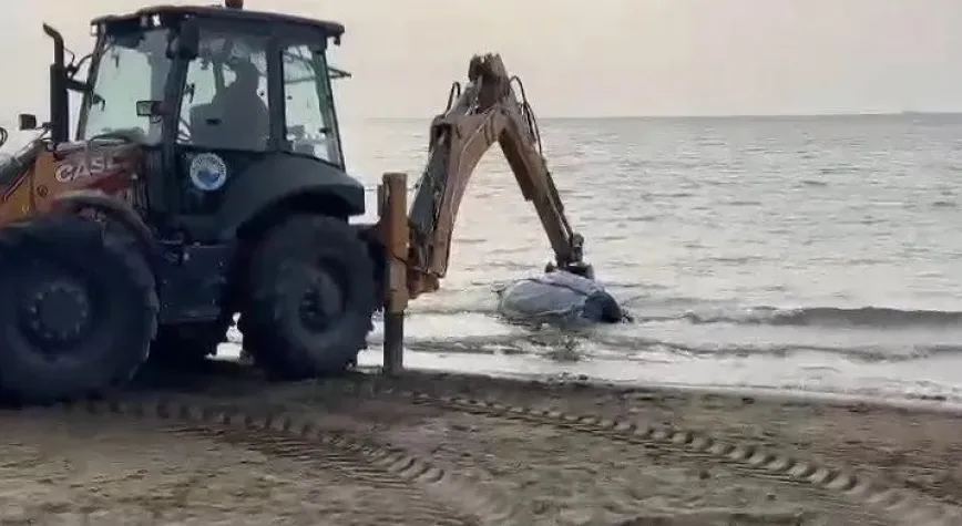 Sahile Ölü Angus Vurdu