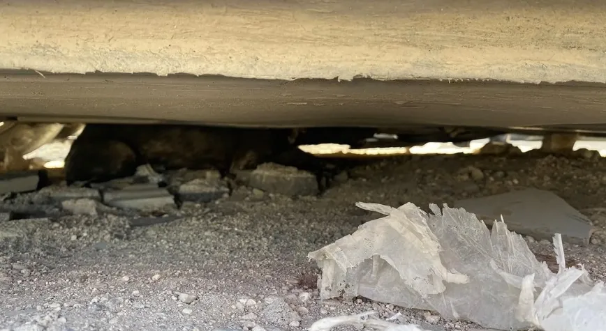 SAHİPSİZ KÖPEĞİ İTFAİYE KURTARDI