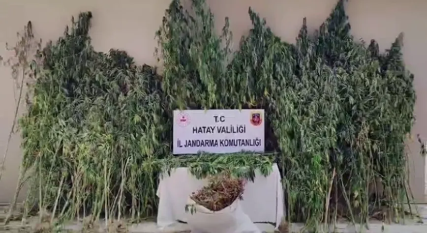 Samandağ’da Ormanda 915 Kök Kenevir Ele Geçirildi