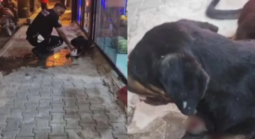 Samandağ’da Silahla Yaralanan Köpeğe Polis Sahip Çıktı